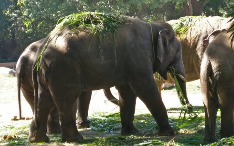 My experience visiting Dubare Elephant Camp
